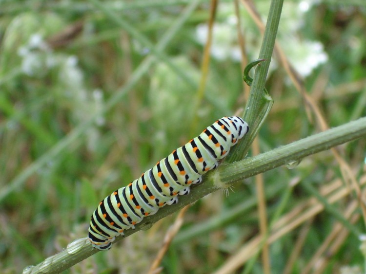 Fonds d'cran Animaux Insectes - Chenilles en devenir