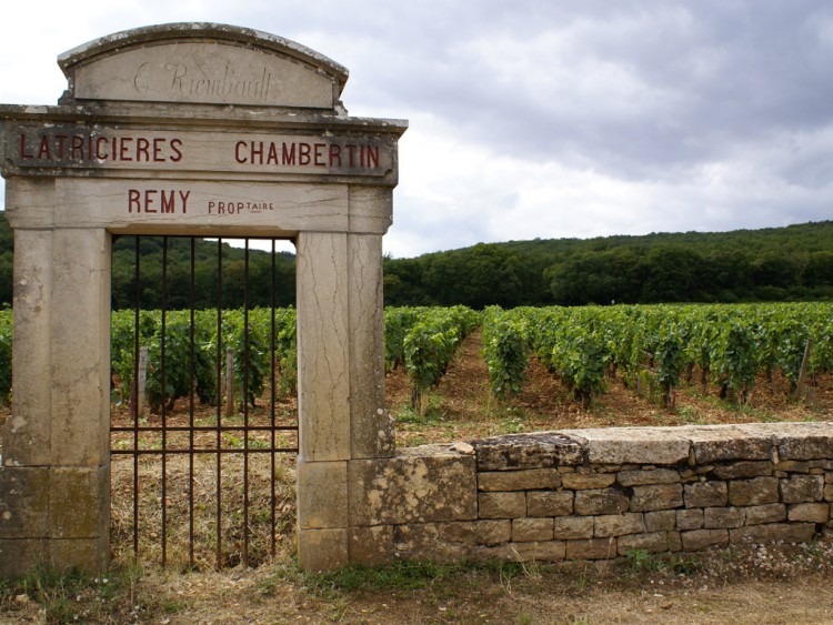 Fonds d'cran Nature Paysages dans les clos de vignes