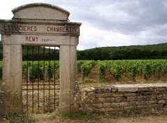 Fonds d'cran Nature dans les clos de vignes