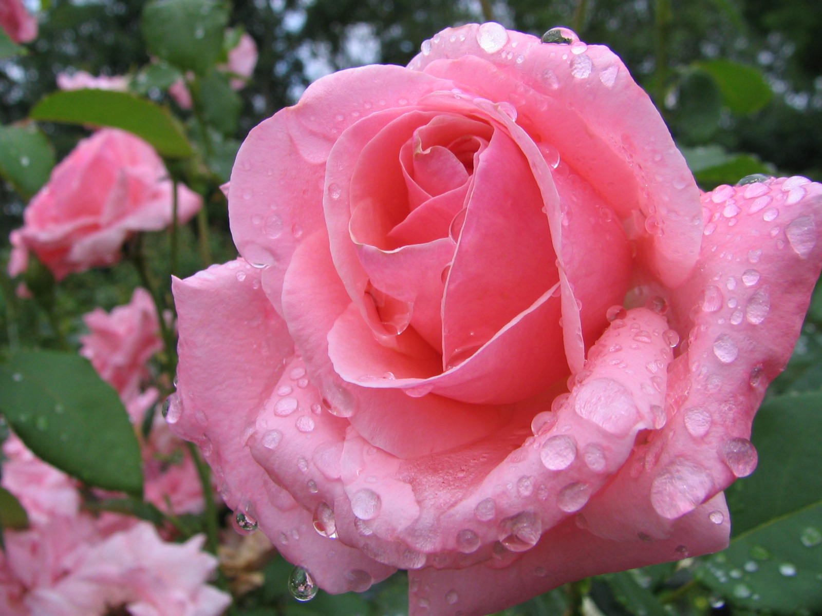 Fonds d'cran Nature Fleurs ROSE DE MON JARDIN