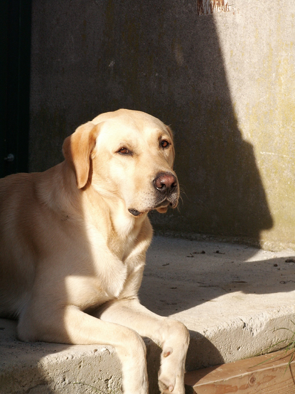 Fonds d'cran Animaux Chiens mon chien