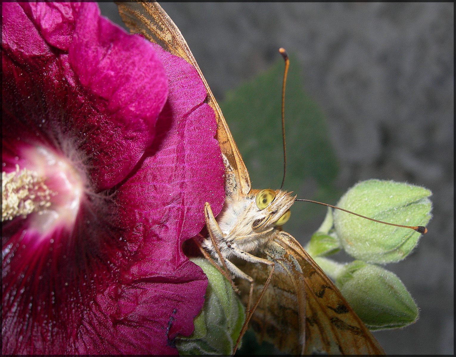 Fonds d'cran Animaux Insectes - Papillons Papillon