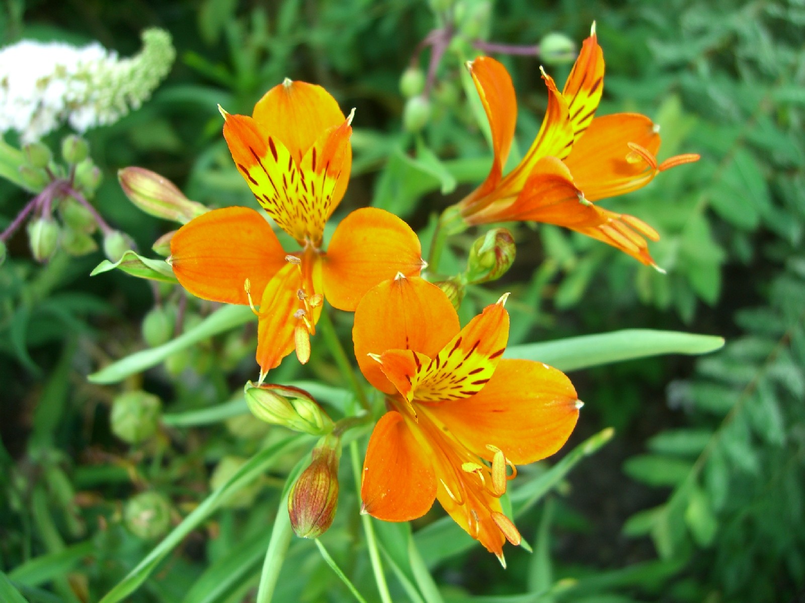 Fonds d'cran Nature Fleurs 