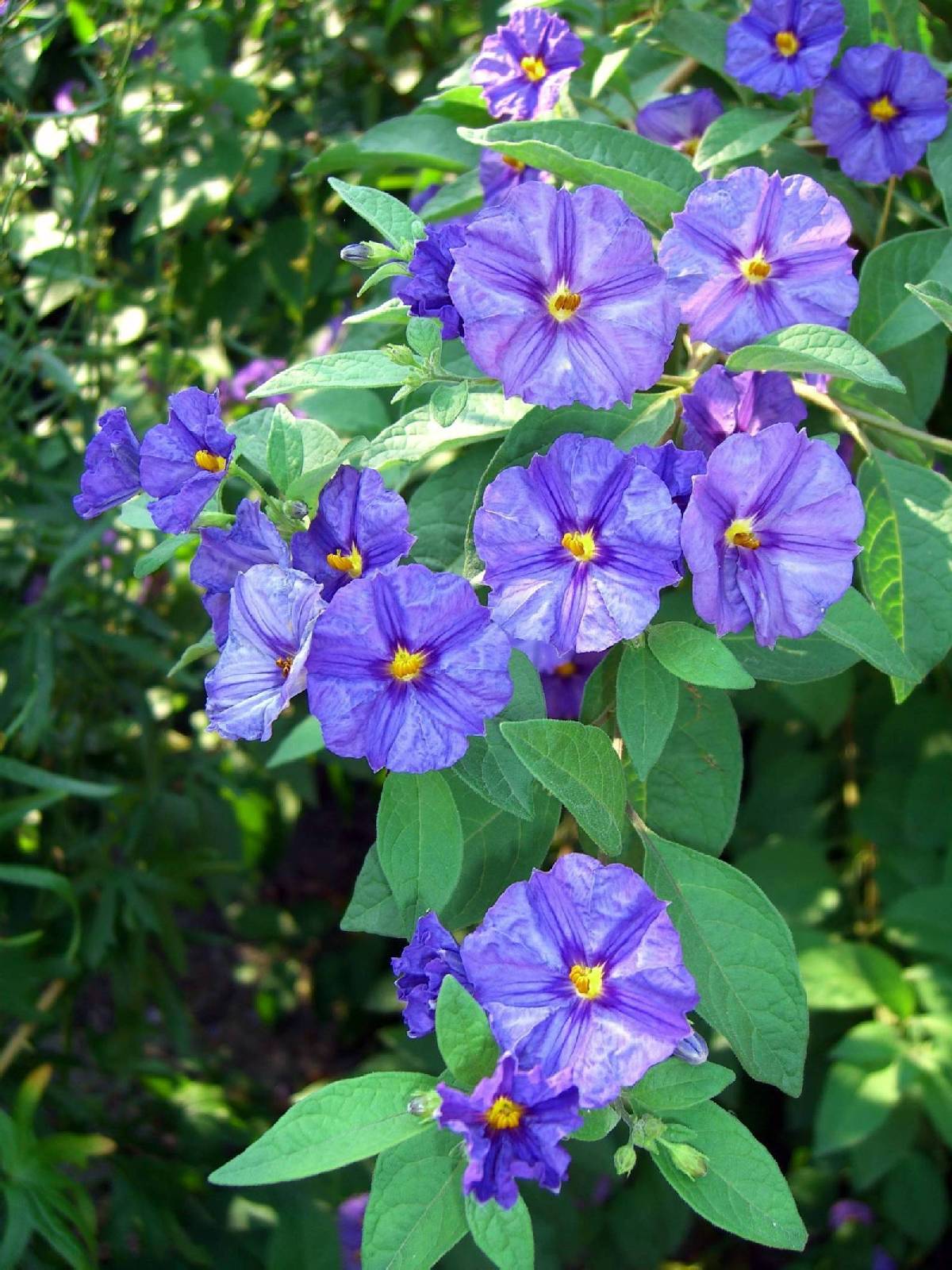 Fonds d'cran Nature Fleurs 