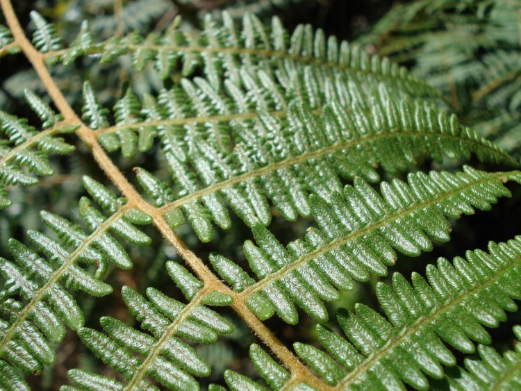 Wallpapers Nature Leaves - Foliage FOUGERE