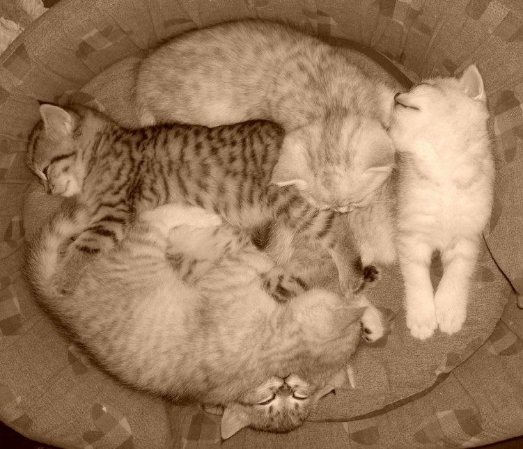 Wallpapers Animals Cats - Kittens La siesta