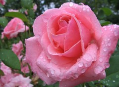 Wallpapers Nature ROSE DE MON JARDIN