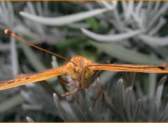 Fonds d'cran Animaux Papillon