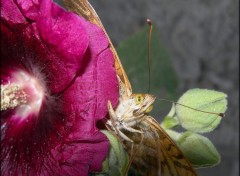 Fonds d'cran Animaux Papillon