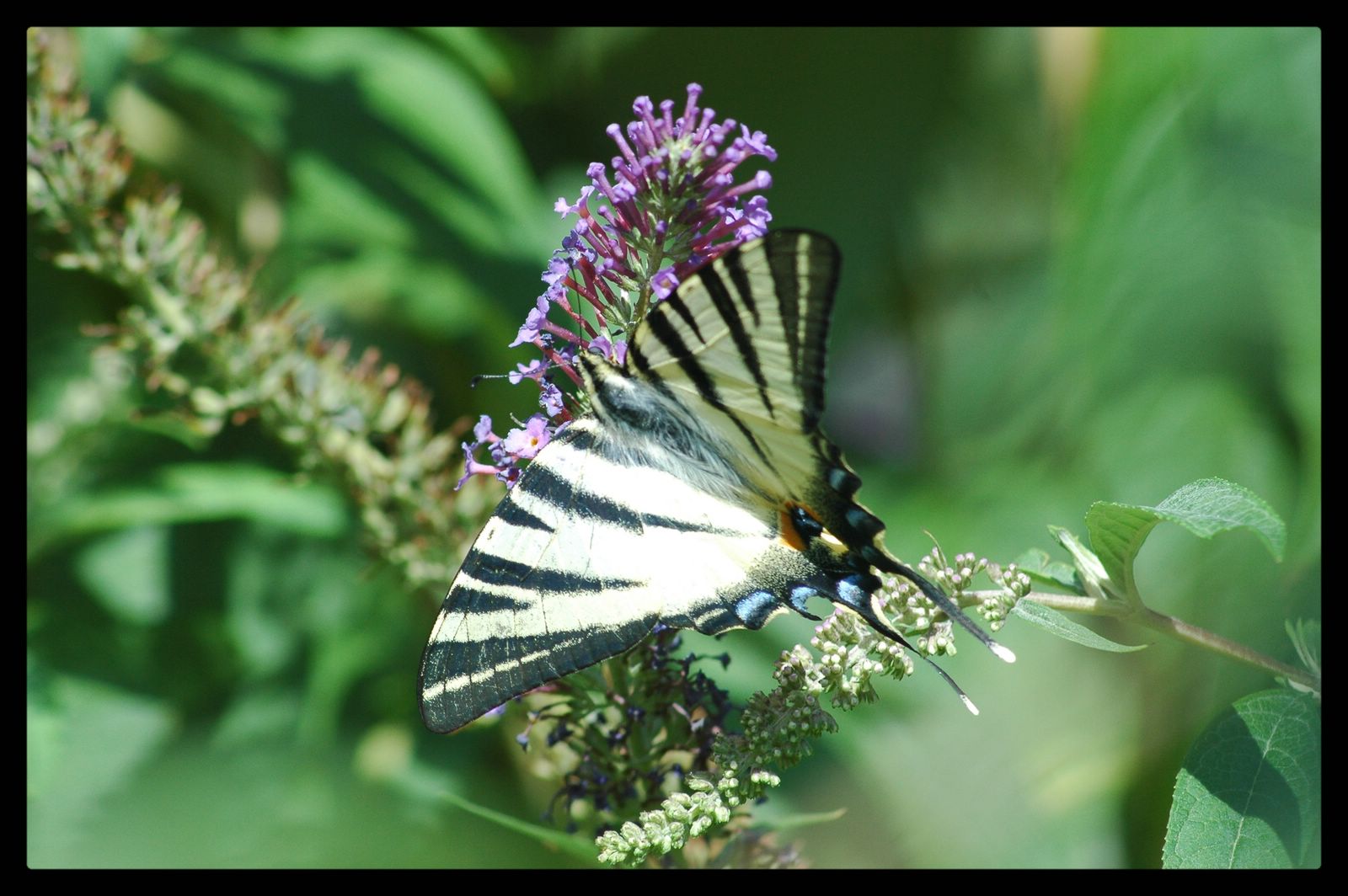 Wallpapers Animals Insects - Butterflies 