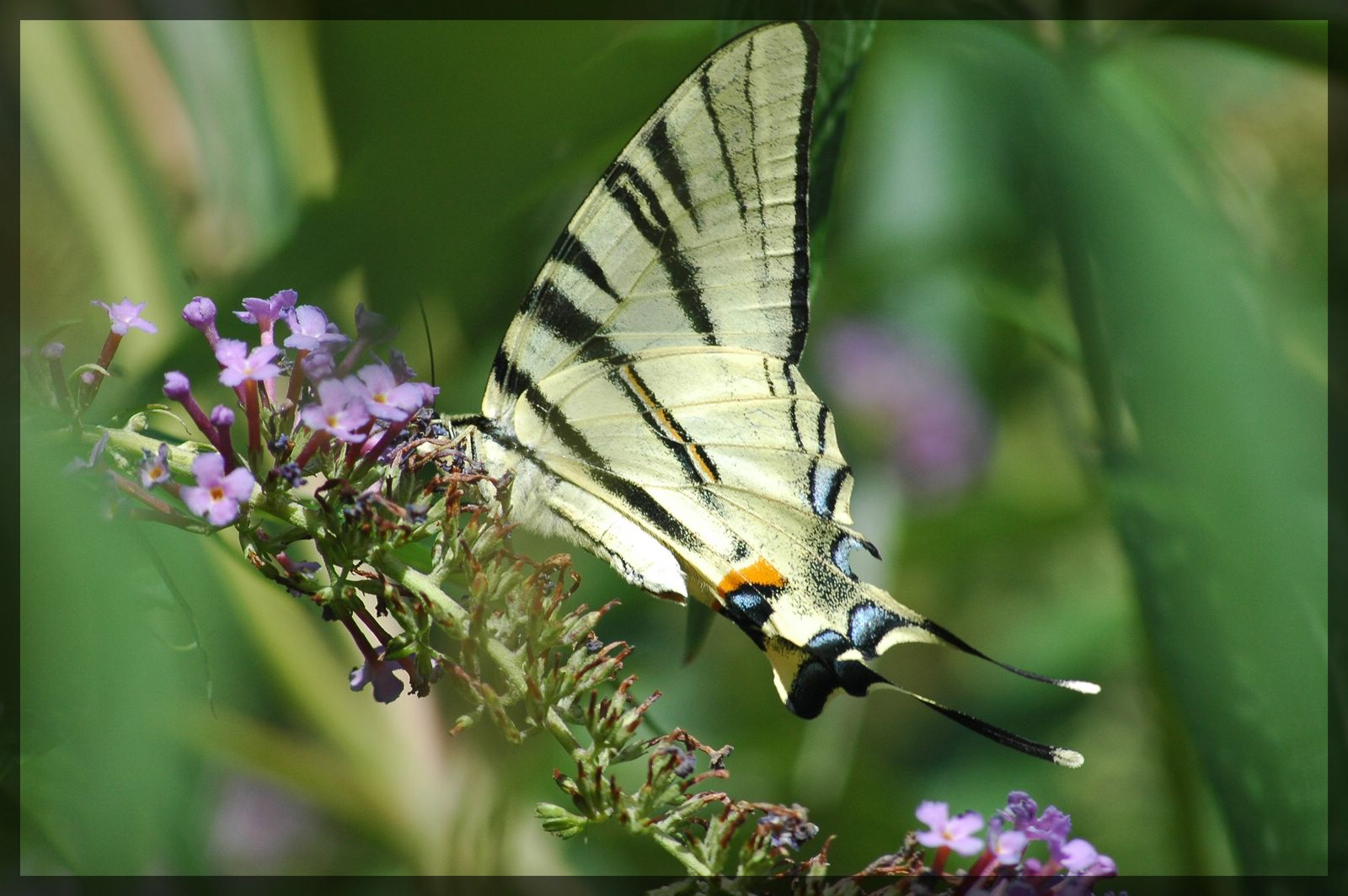 Wallpapers Animals Insects - Butterflies 