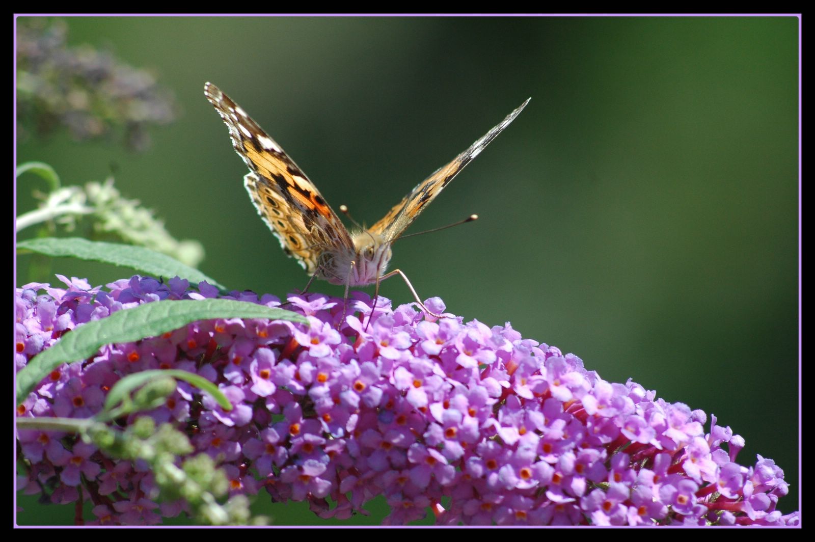 Fonds d'cran Animaux Insectes - Papillons 