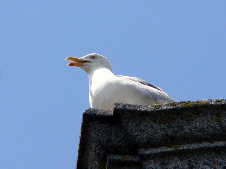 Wallpapers Animals Birds - Ducks mouette