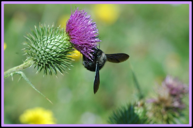 Fonds d'cran Animaux Insectes - Abeilles Gupes ... Wallpaper N146871