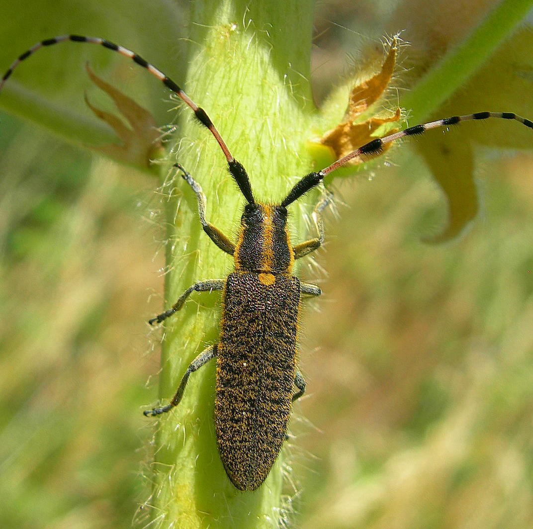 Fonds d'cran Animaux Insectes - Divers 