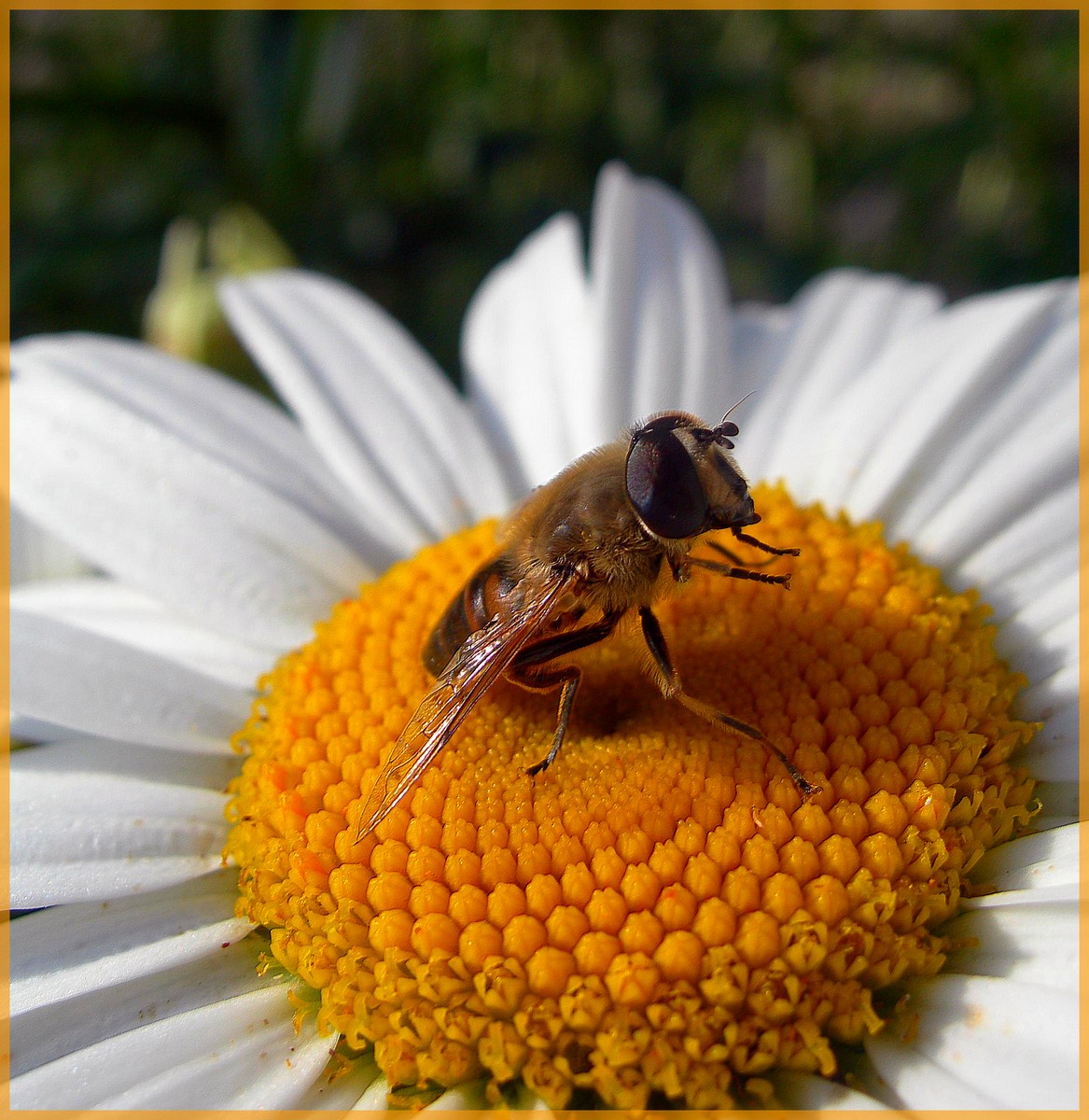 Fonds d'cran Animaux Insectes - Abeilles Gupes ... 