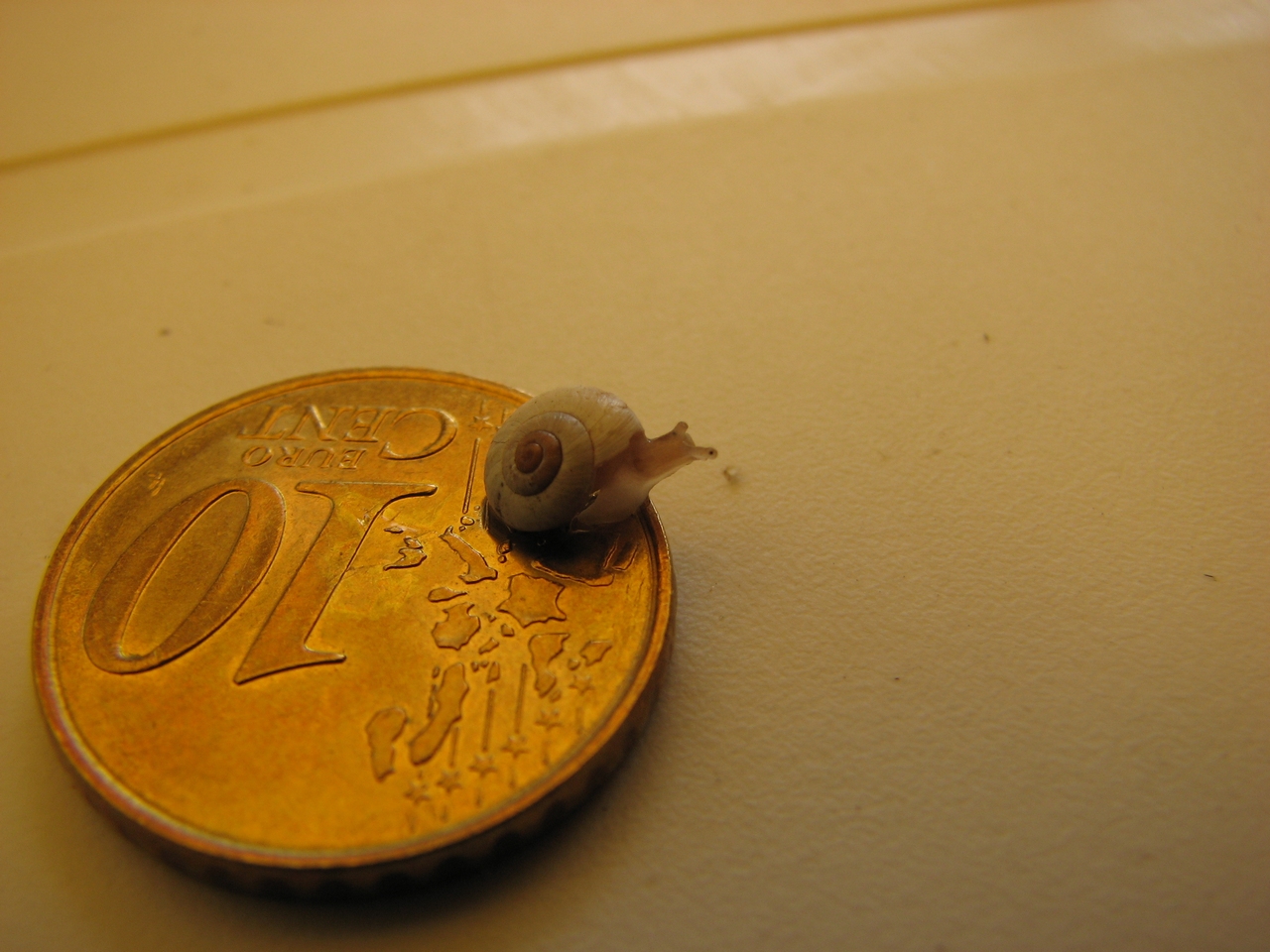 Wallpapers Animals Snails - Slugs Macro... pour micro-escargot