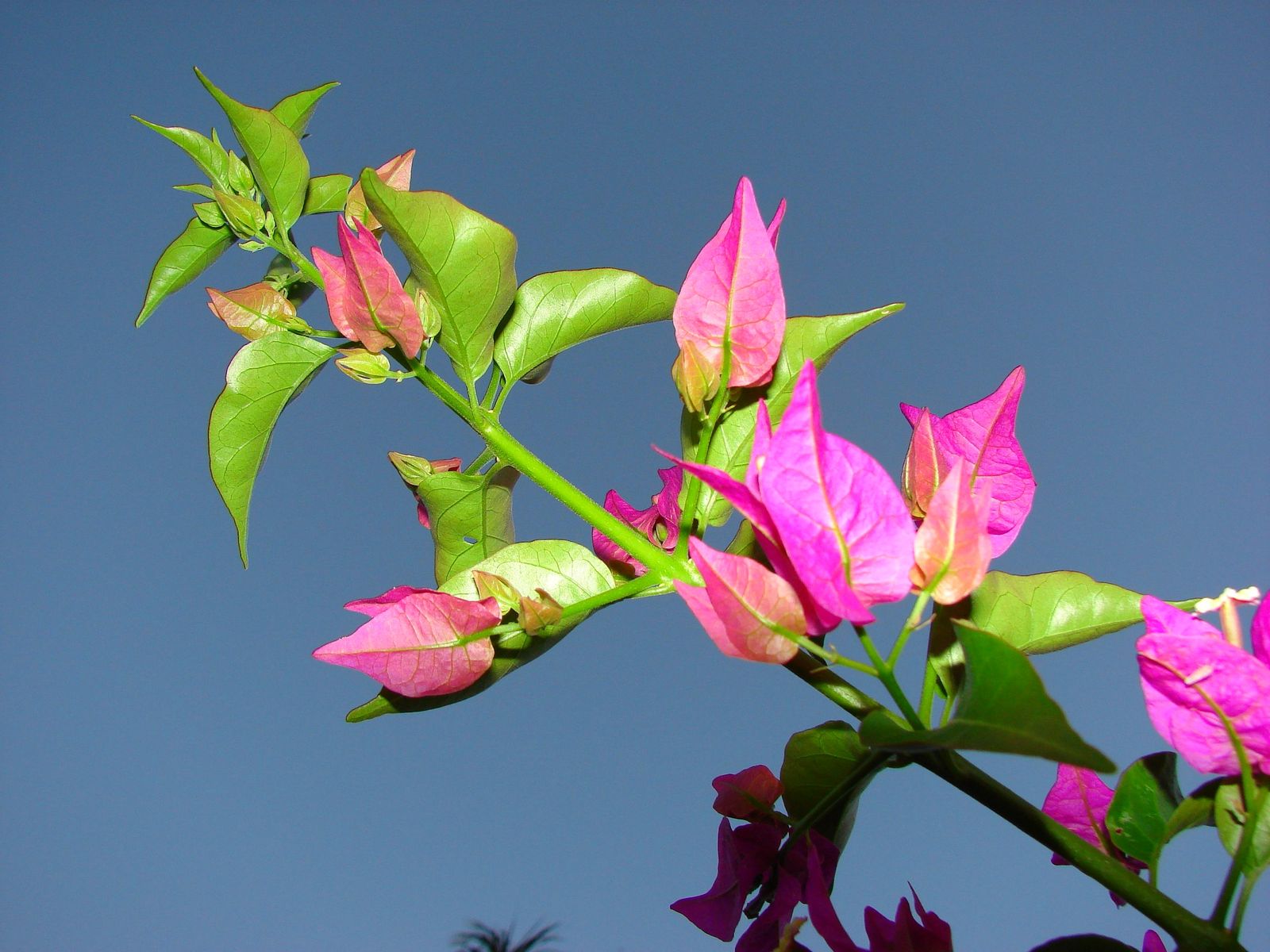 Wallpapers Nature Flowers Bougainvillier d'un soir