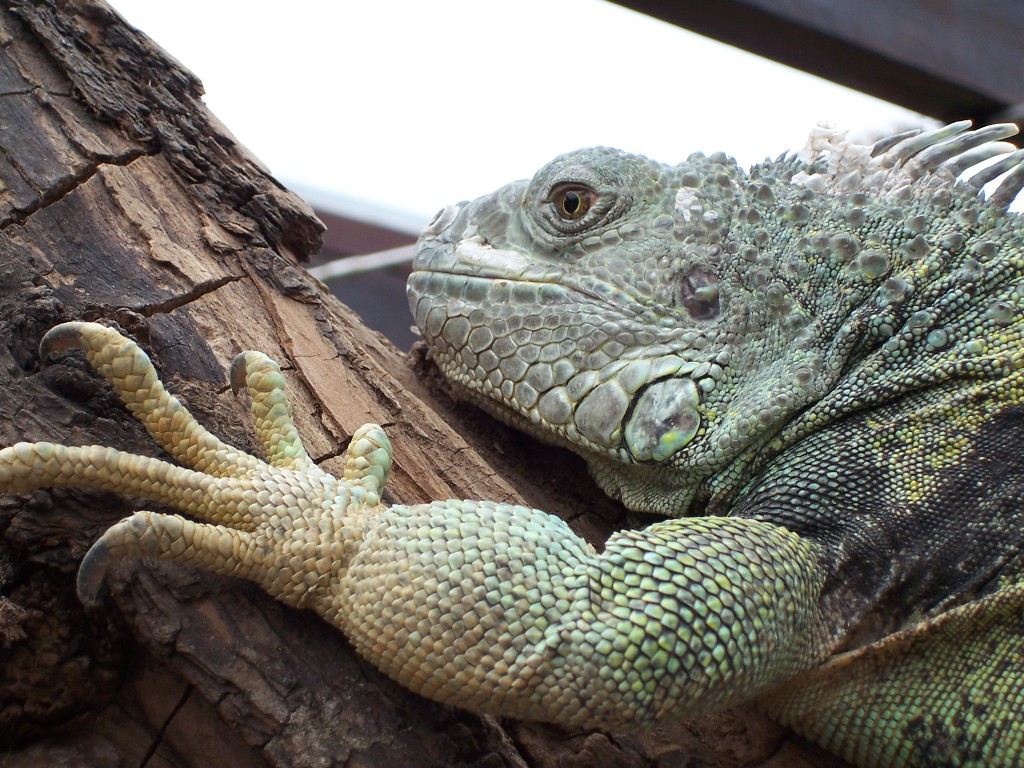 Fonds d'cran Animaux Lzards - Iguanes Iguane