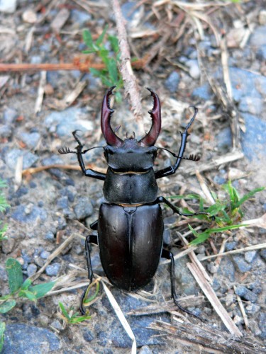 Fonds d'cran Animaux Insectes - Lucanes a l'ataque