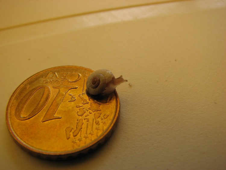 Wallpapers Animals Snails - Slugs Macro... pour micro-escargot