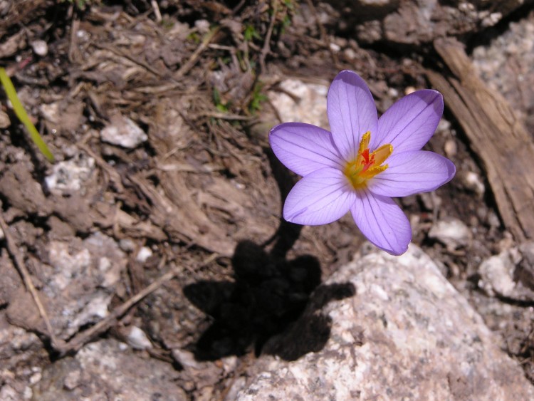 Fonds d'cran Nature Fleurs Corse - Crocus sauvage.