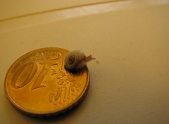 Fonds d'cran Animaux Macro... pour micro-escargot