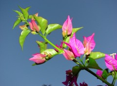 Wallpapers Nature Bougainvillier d'un soir