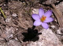 Wallpapers Nature Corse - Crocus sauvage.