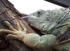 Fonds d'cran Animaux Iguane