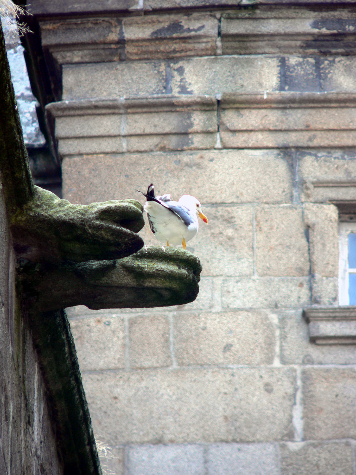 Fonds d'cran Animaux Oiseaux - Mouettes et Golands 