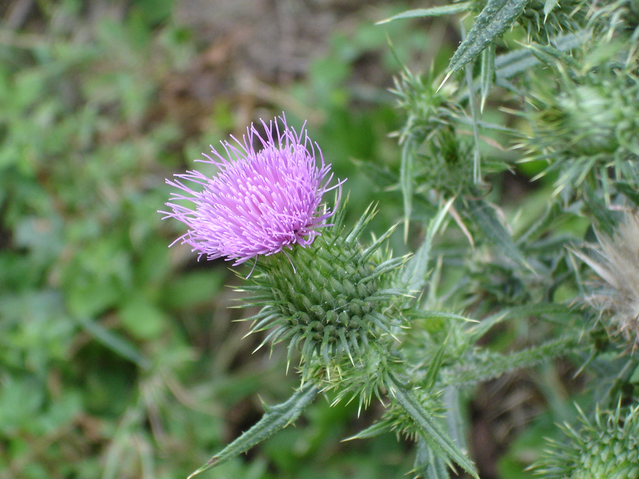 Fonds d'cran Nature Fleurs ah si j'tais un ne