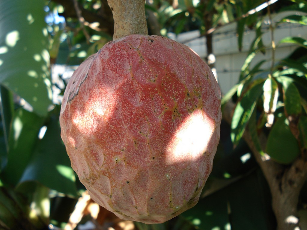 Wallpapers Nature Fruits COEUR DE BOEUF