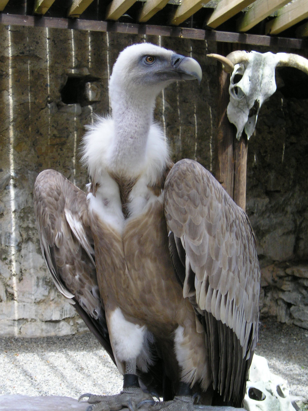 Wallpapers Animals Birds - Vultures vautour