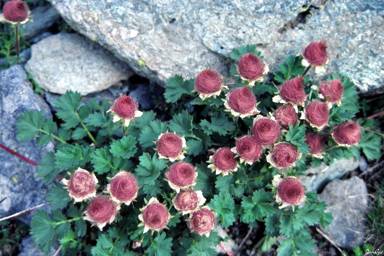 Wallpapers Nature Flowers Flore alpine