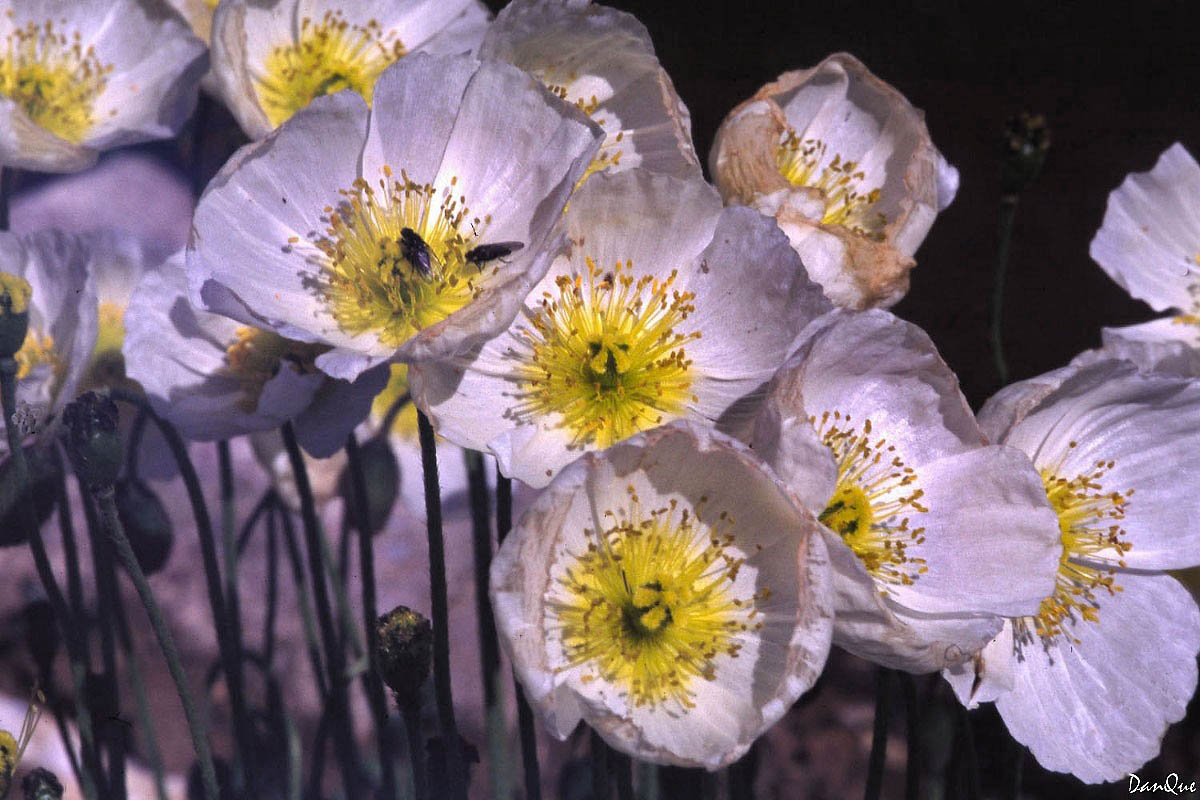 Wallpapers Nature Flowers Flore alpine