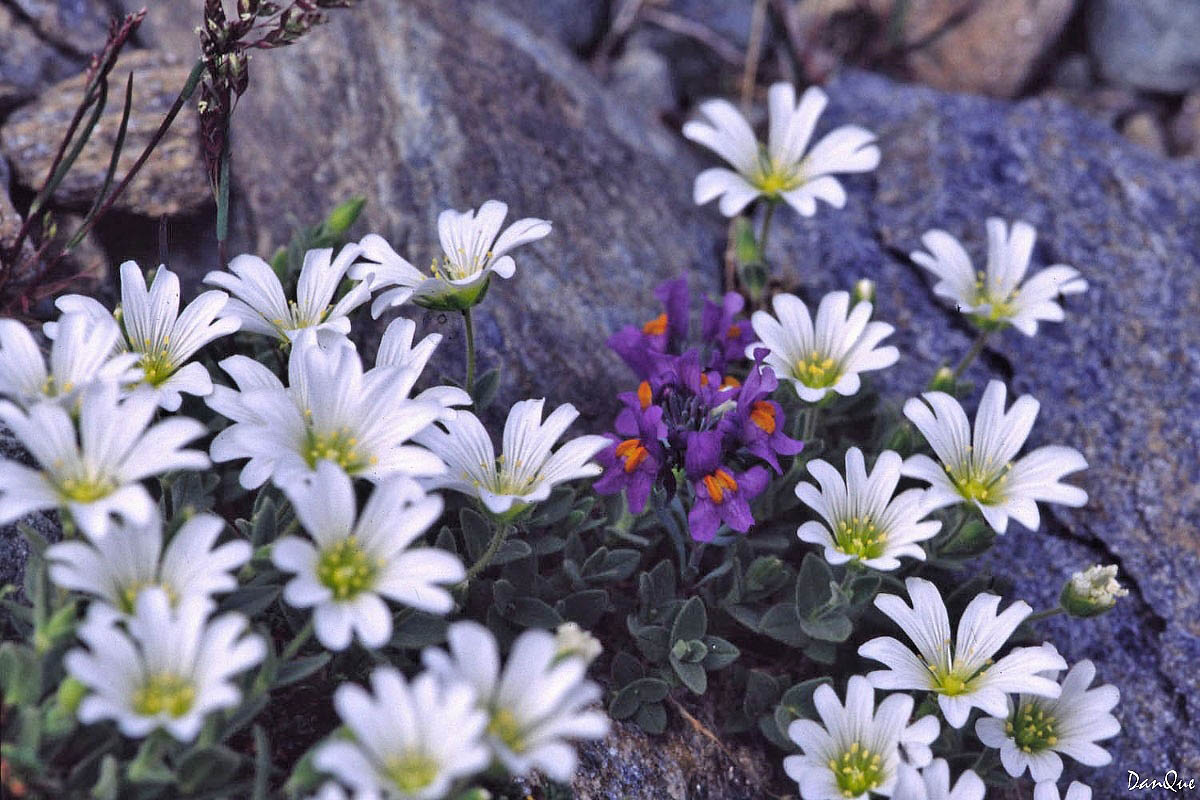 Wallpapers Nature Flowers Flore alpine