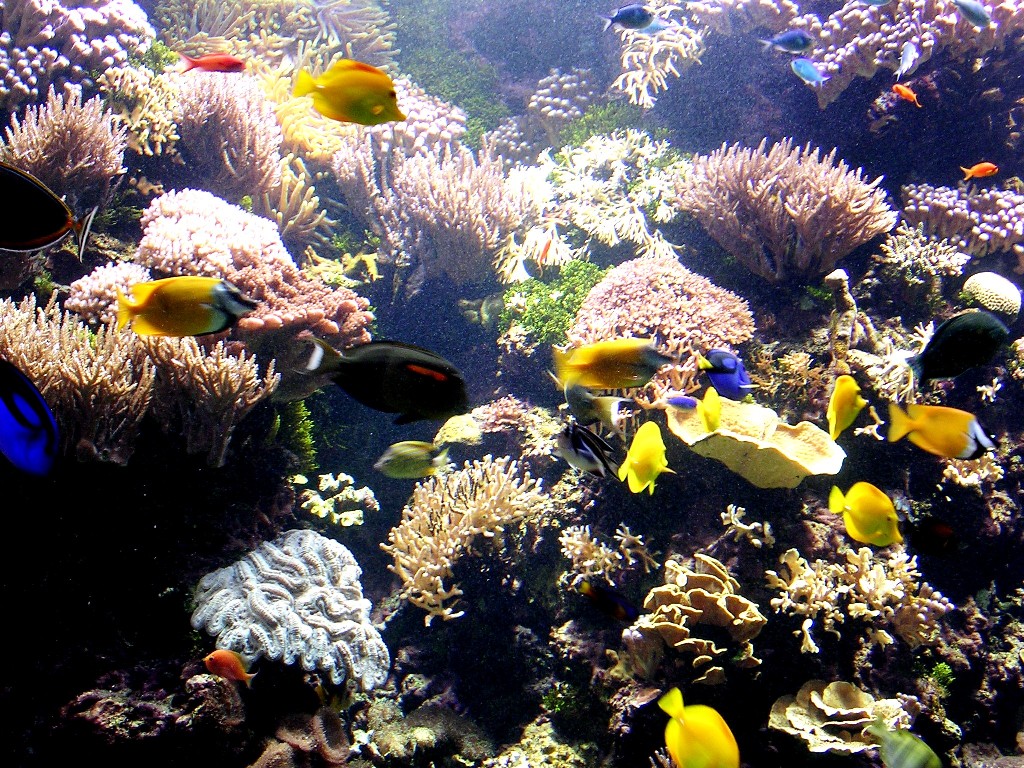 Fonds d'cran Animaux Vie marine - Divers 