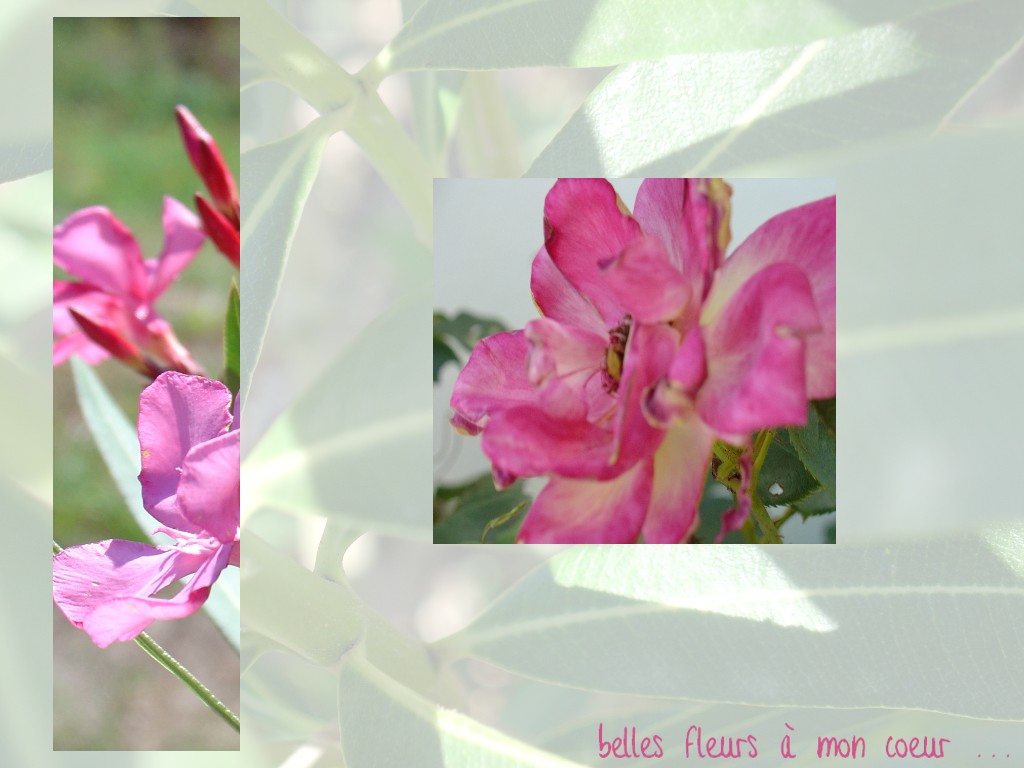 Wallpapers Nature Flowers Lilas et Rose