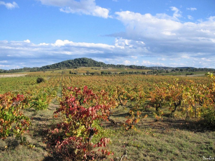 Fonds d'cran Voyages : Europe France > Languedoc-Roussillon Vignoble en automne