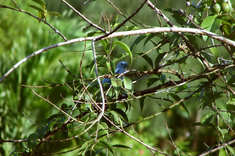 Fonds d'cran Animaux Oiseaux - Divers Bleuet