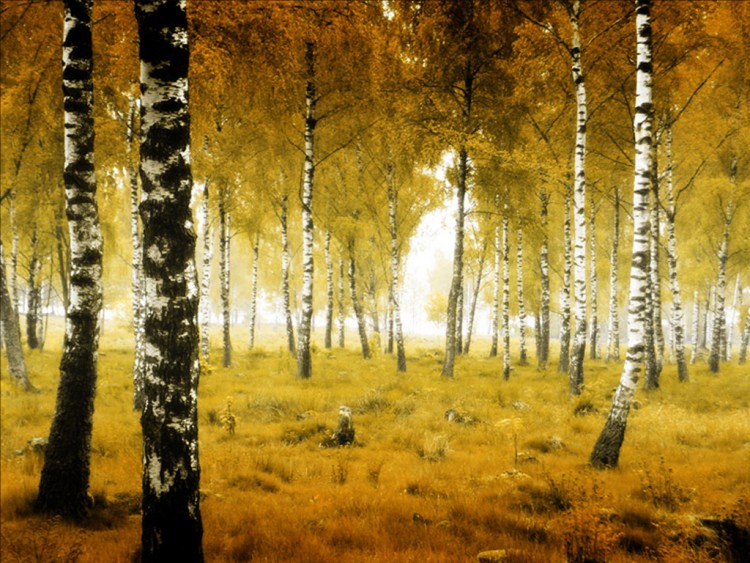 Wallpapers Nature Trees - Forests Nostalgie d'Automne