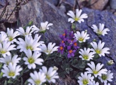 Wallpapers Nature Flore alpine