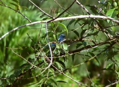 Fonds d'cran Animaux Bleuet