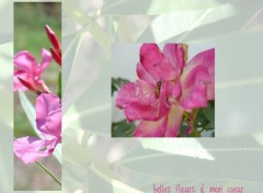 Wallpapers Nature Lilas et Rose