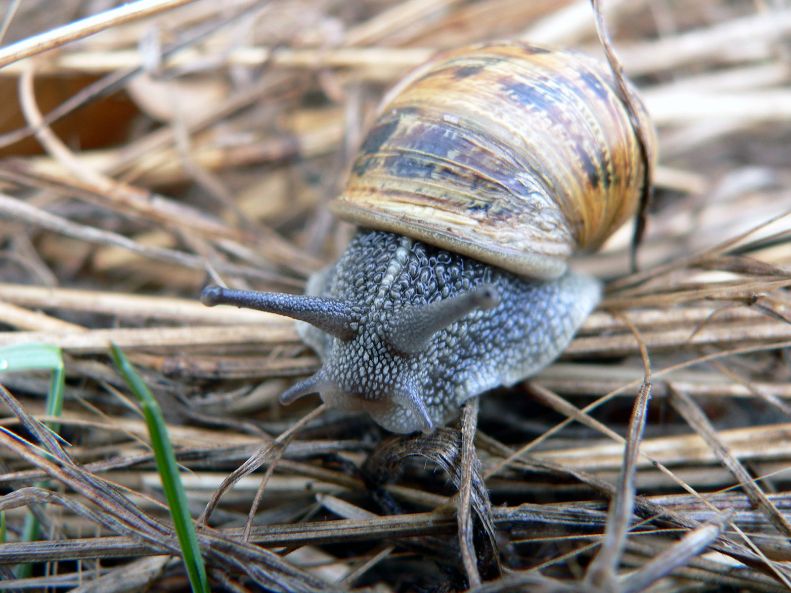 Fonds d'cran Animaux Escargots - Limaces 