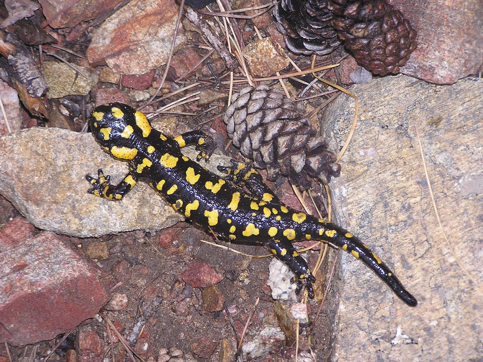 Fonds d'cran Animaux Salamandres Corse - Salamandre de l'Agnone.