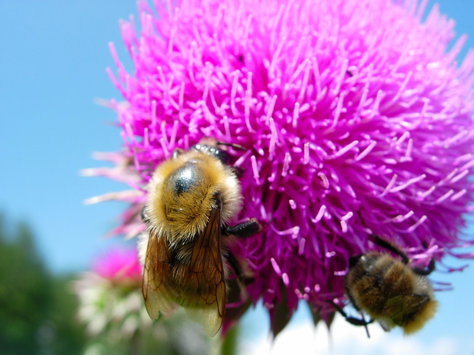 Fonds d'cran Animaux Insectes - Abeilles Gupes ... abeille a Valberg