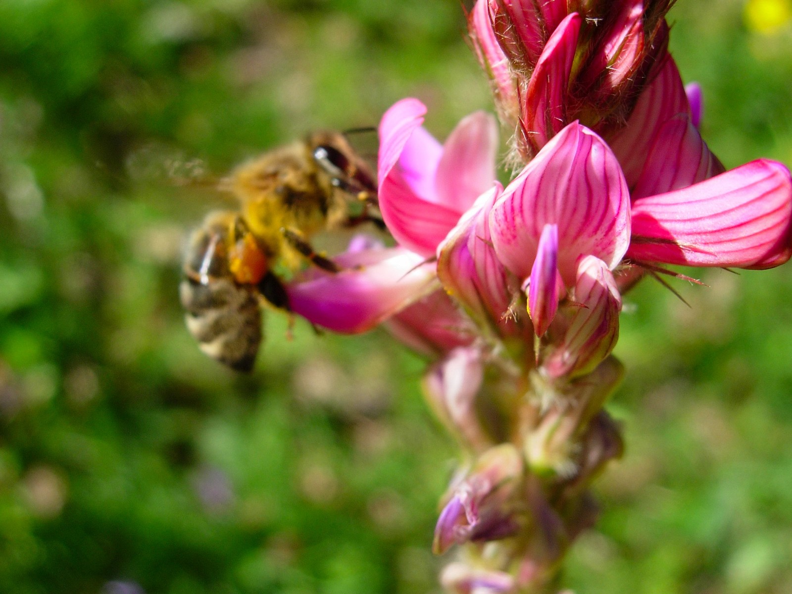 Fonds d'cran Nature Fleurs abeille a Valberg