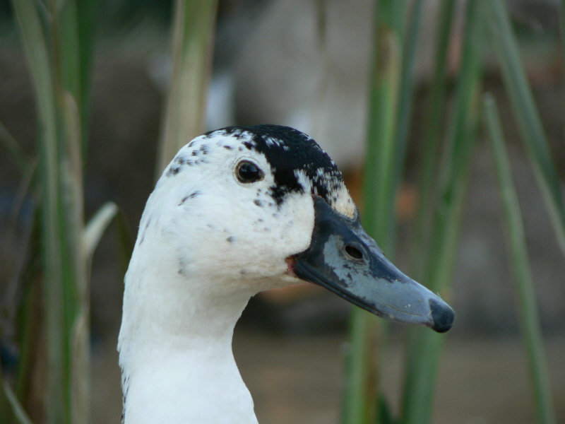 Wallpapers Animals Birds - Ducks 